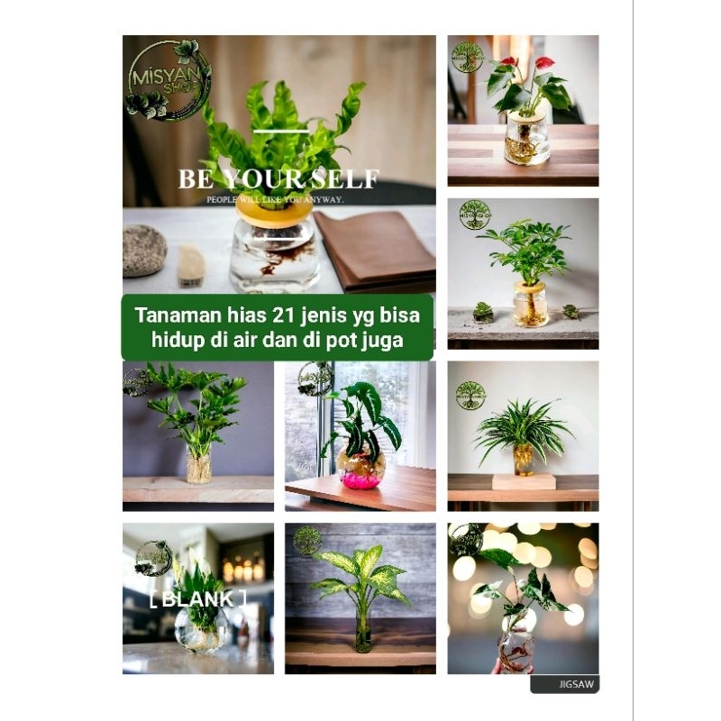 Tanaman hias hidup 21 jenis yg bisa hidup di air dan di pot juga. Tanaman hias hidup