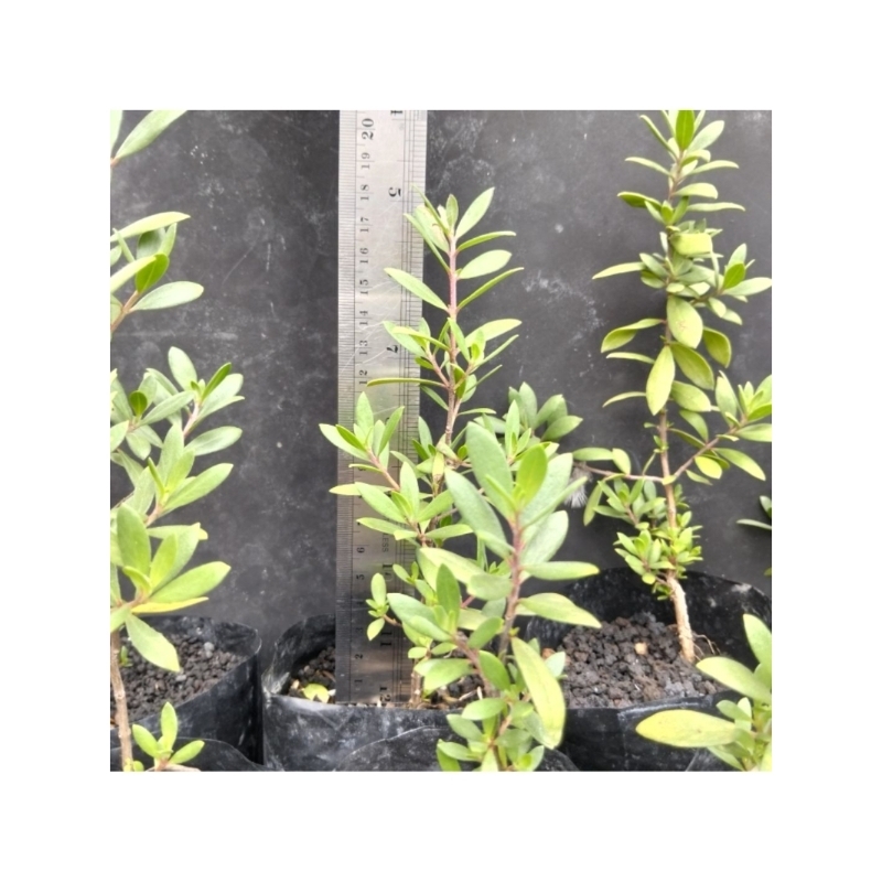 BAHAN BONSAI SANTIGI KARANG SEMAI BIJI SIZE 15-20 CM.