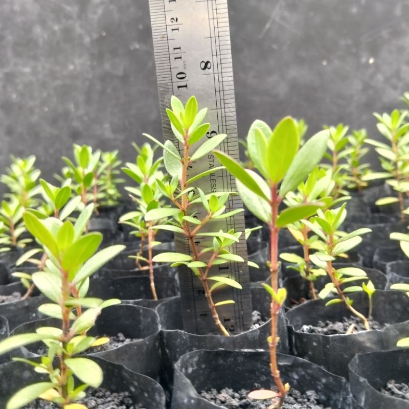 BAHAN BONSAI SANTIGI MAWAR SUPER SEMAI BIJI SIZE 6-10 CM.