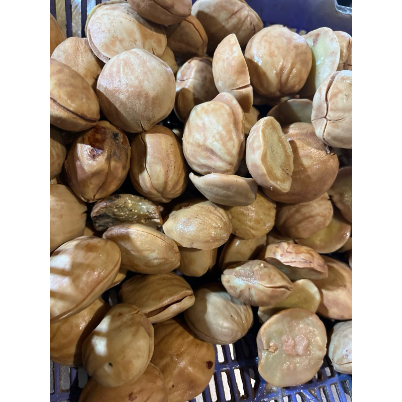 

Jengkol