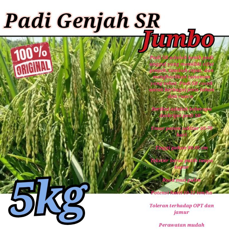 BENIH PADI GENJAH SR 5kg Premium