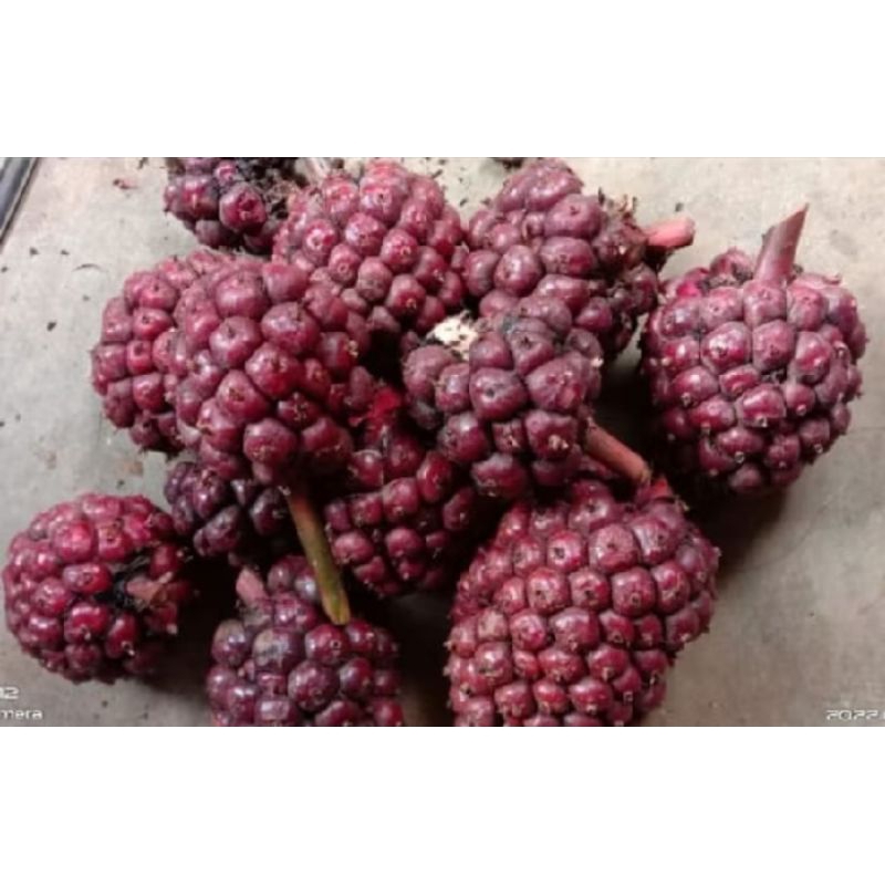 

Asam cekala/asam patikala/buah kecombrang wulung/kcombrang merah ati /kg