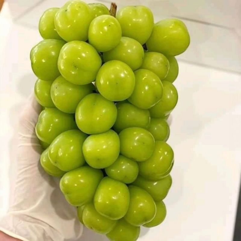 

anggur shine muscat super fresh 1kg