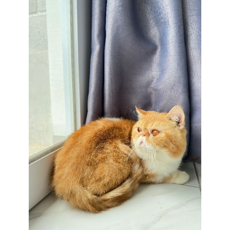 Kucing exotic shorthair good quality