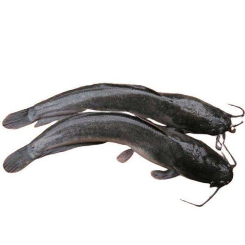 

ikan lele 500 gr