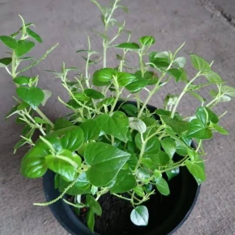 TANAMAN HERBAL DAUN SURUHAN / SIRIH CINA Bibit sirih cina terbaik