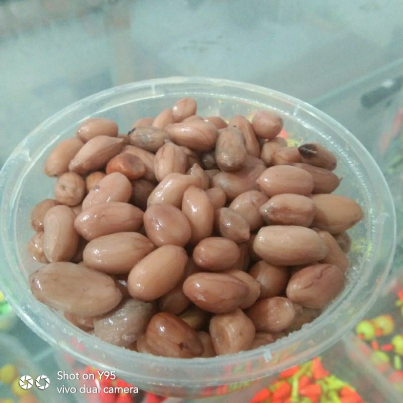 Umpan ikan Bawal siap Pakai KACANG PRESTO 250g