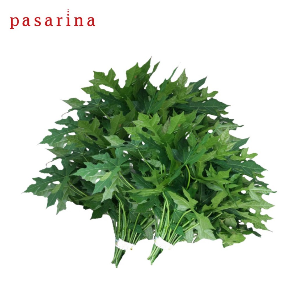 

Daun Pepaya Jepang Organic Japanese Papaya Leaves per ikat