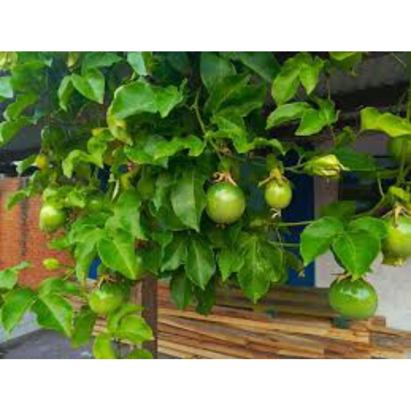 

buah markisa segar 1kg untuk ibu ngidam