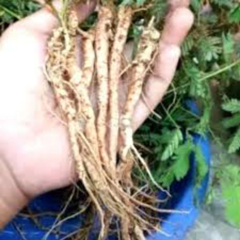 

akar pohon putri malu segar 500grm