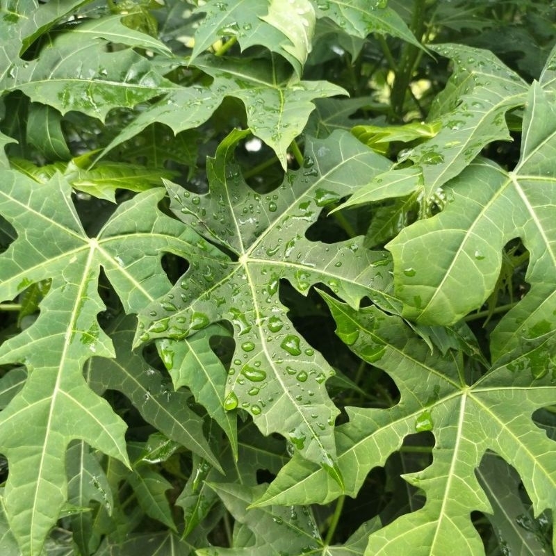 

Daun Pepaya jepang 300gram