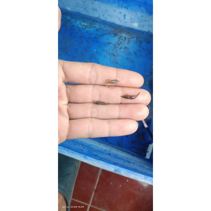 

UDANG KALI kecil bersih MURAH