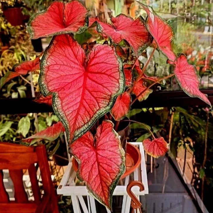 caladium red jaguar - keladi merah -tanaman hias keladi - red jaguar(Bisa bayar ditempat)