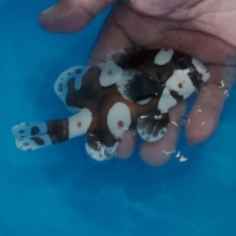 Ikan Hias Laut Brownkelly