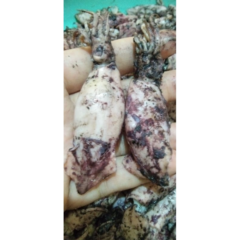 

PROMO CUMI REBUS SUPER, TERMURAH|100 gr | 250 gr | 500 gr KHAS LAMPUNG