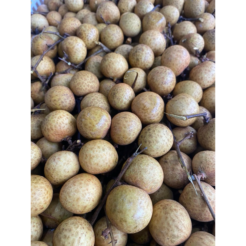 

Longan per kilo - Sabuga Medan