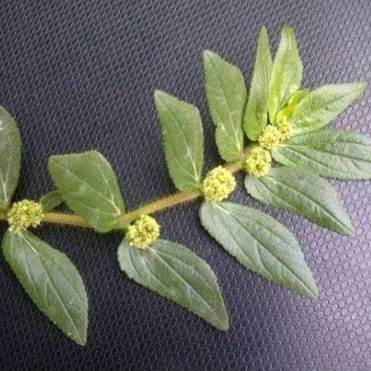 

Daun Patikan Kebo (Elephantopus scaber)