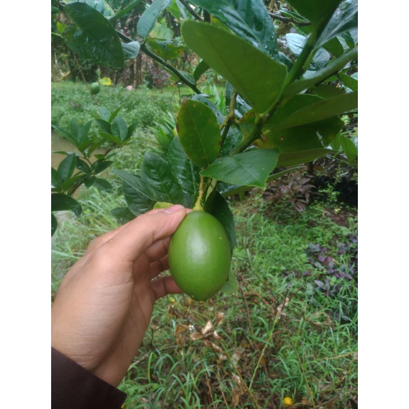 

jeruk lemon muda segar freshh