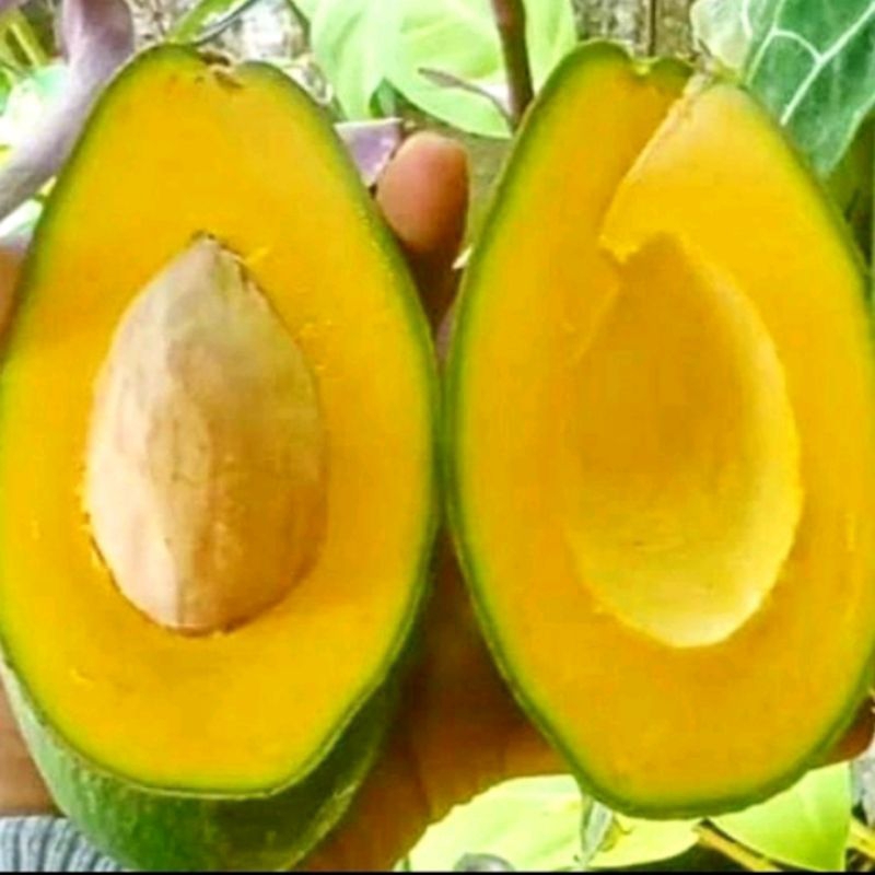 

Alpukat Mentega Isi 6