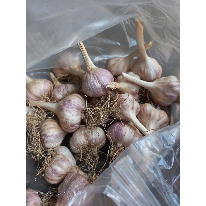 

bawang putih lokal Sembalun Lombok timur + tangkai