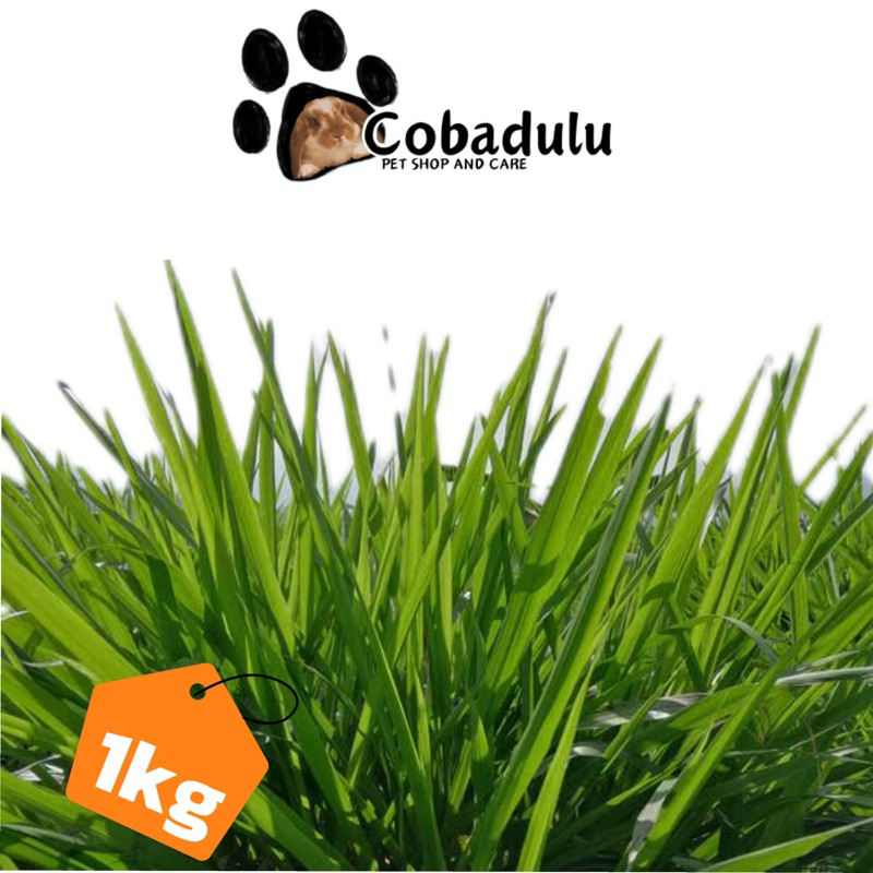 Rumput odot segar pakan ternak, kelinci, marmut, kambing kemasan 1kg