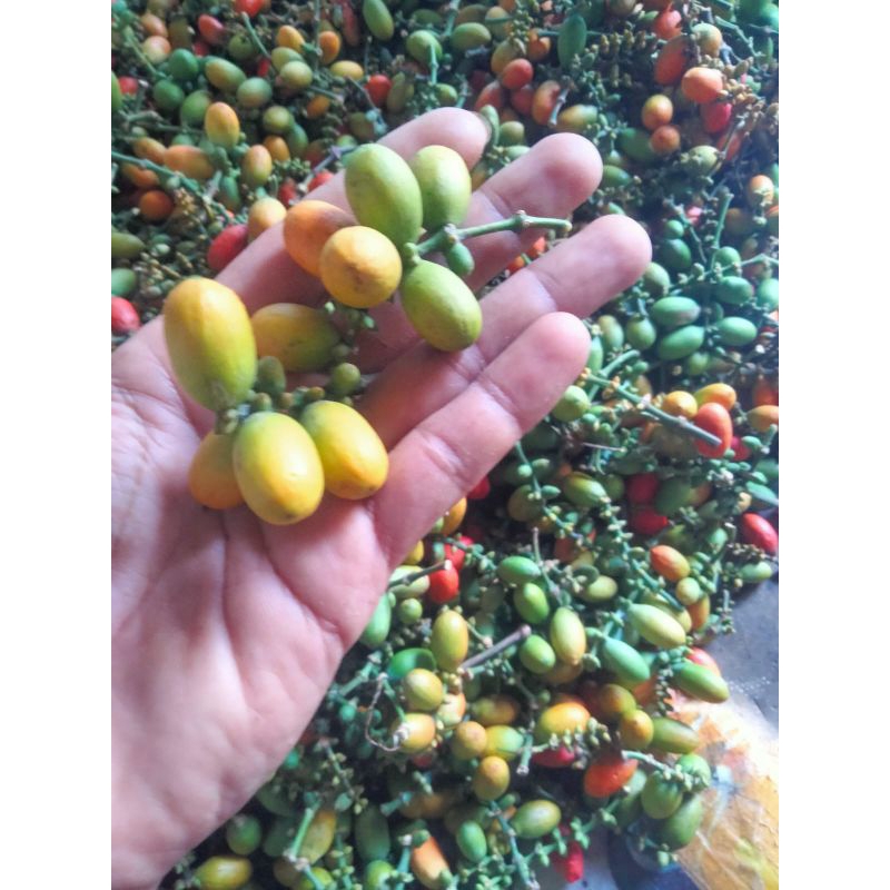 

melinjo fresh promo murah