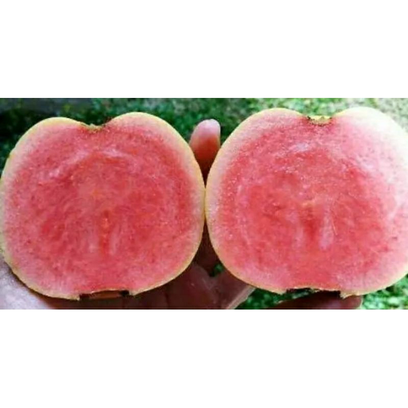 

jambu kristal merah non biji kemasan 1 kg