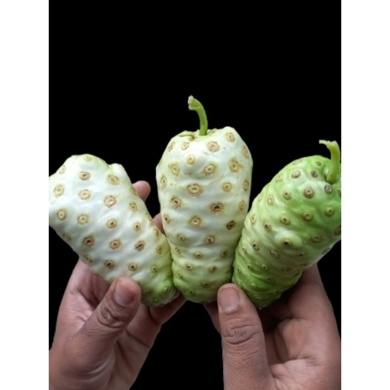 

Buah mengkudu / buah pace 1kg (DI PETIK DADAKAN)
