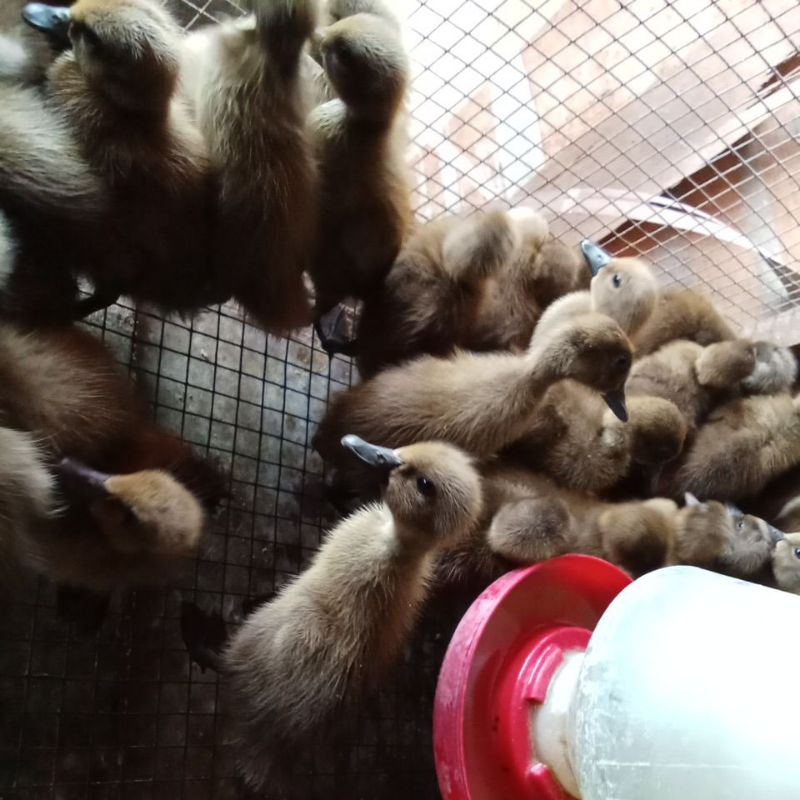 

dod anakan bebek leher pajang 10 ekor