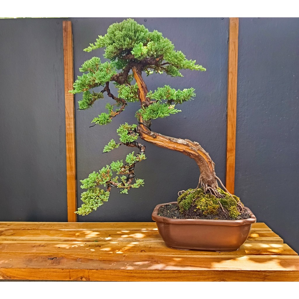 CEMARA DWARF / JUNIPERUS PROCUMBENS NANA (RARE ITEM/LANGKA)