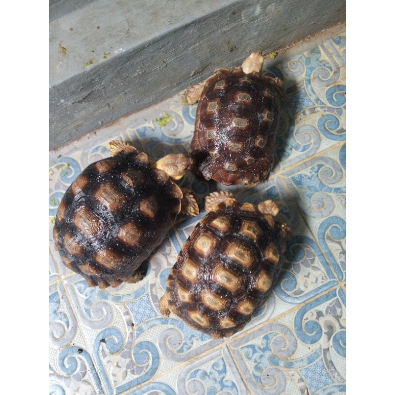 KurakuraSulcata 3 pasang 20+20cm&23cm.Betina. sehat makan lancar