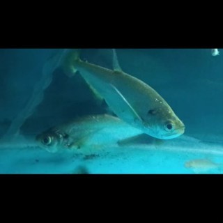 Payara Scombie fish 18-20cm