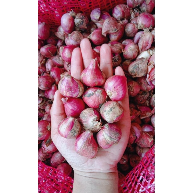 

bawang merah Tanggung besar 1 kg