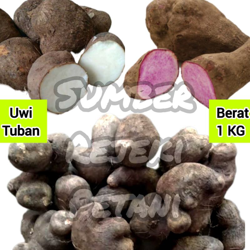 

Uwi Tuban Legi Manis Umbi Ubi Ungu Putih Segar Fresh