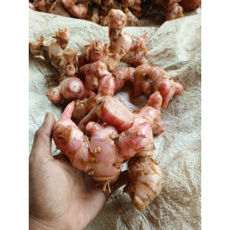 lengkuas merah 1 kg