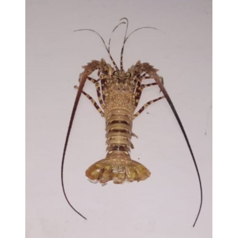 lobster/hiasan dinding