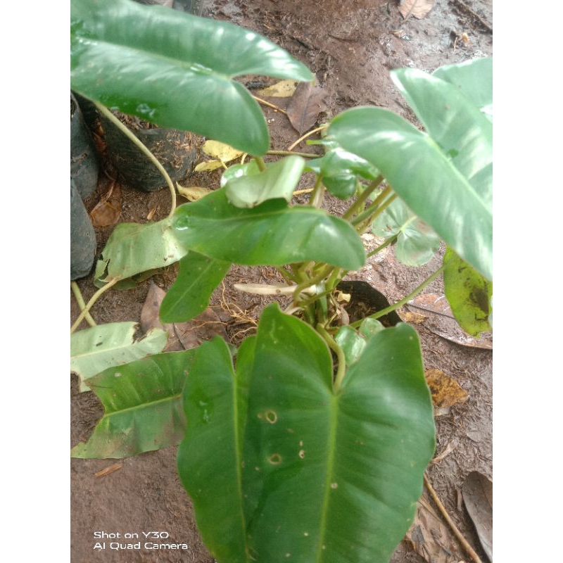 tanaman hias brekele/tanaman brekele/pohon brekele