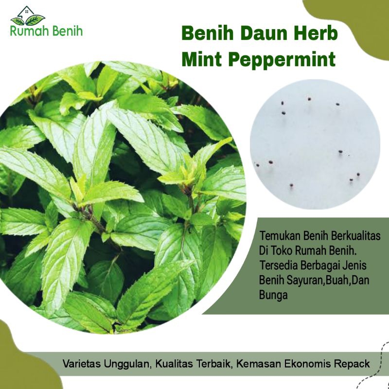 Benih Daun Herb Mint Peppermint / Bibit Benih Daun Mint / Biji Benih Peppermint / Benih Daun Herb / 