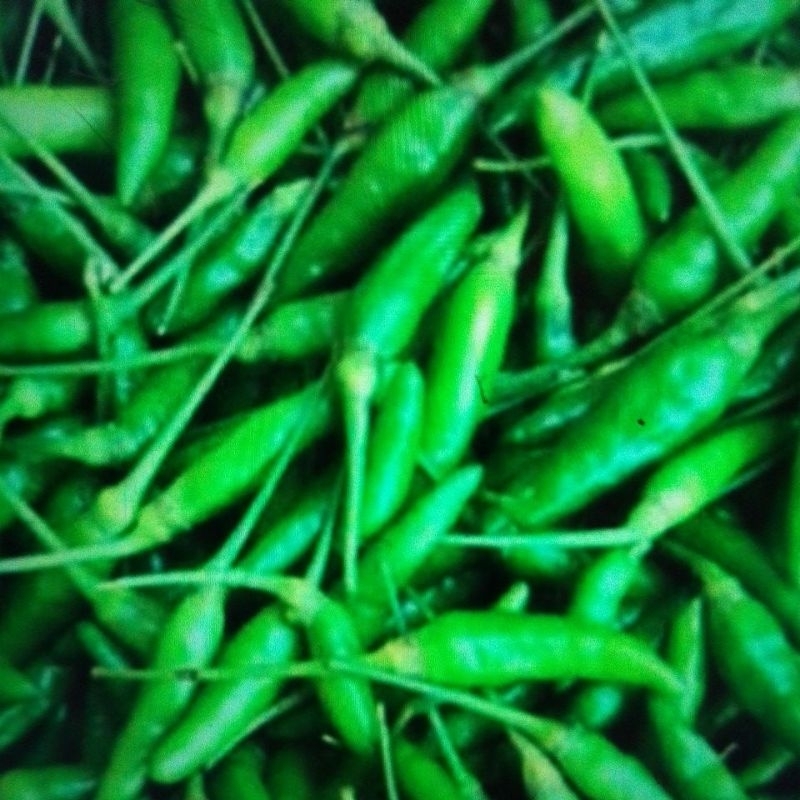 

CABE RAWIT/CABE KECIL