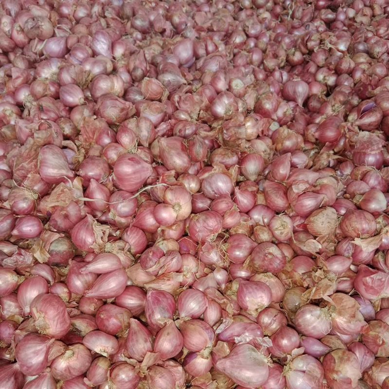 

bawang merah probolinggo 1kg