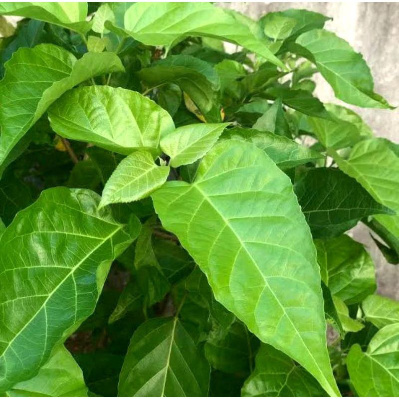 

DAUN SINGKIL /BUAS BUAS SEGARR MURAHHH 250G