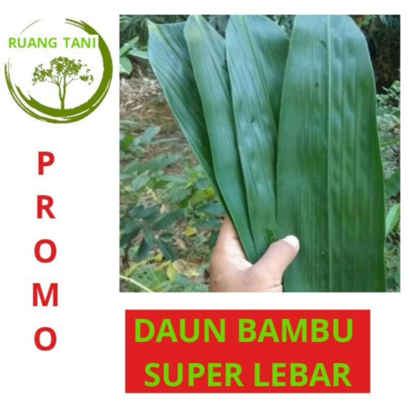 

50 LEMBAR DAUN BAMBU LEBAR BESAR