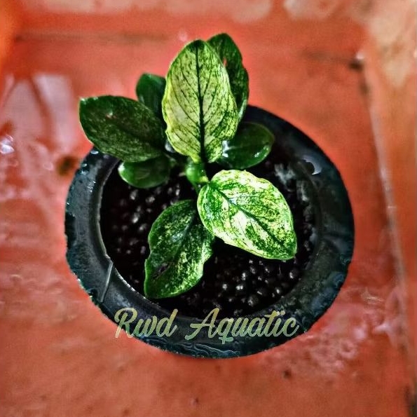 Anubias Pinto Dennerle - Hiasan Aquascape