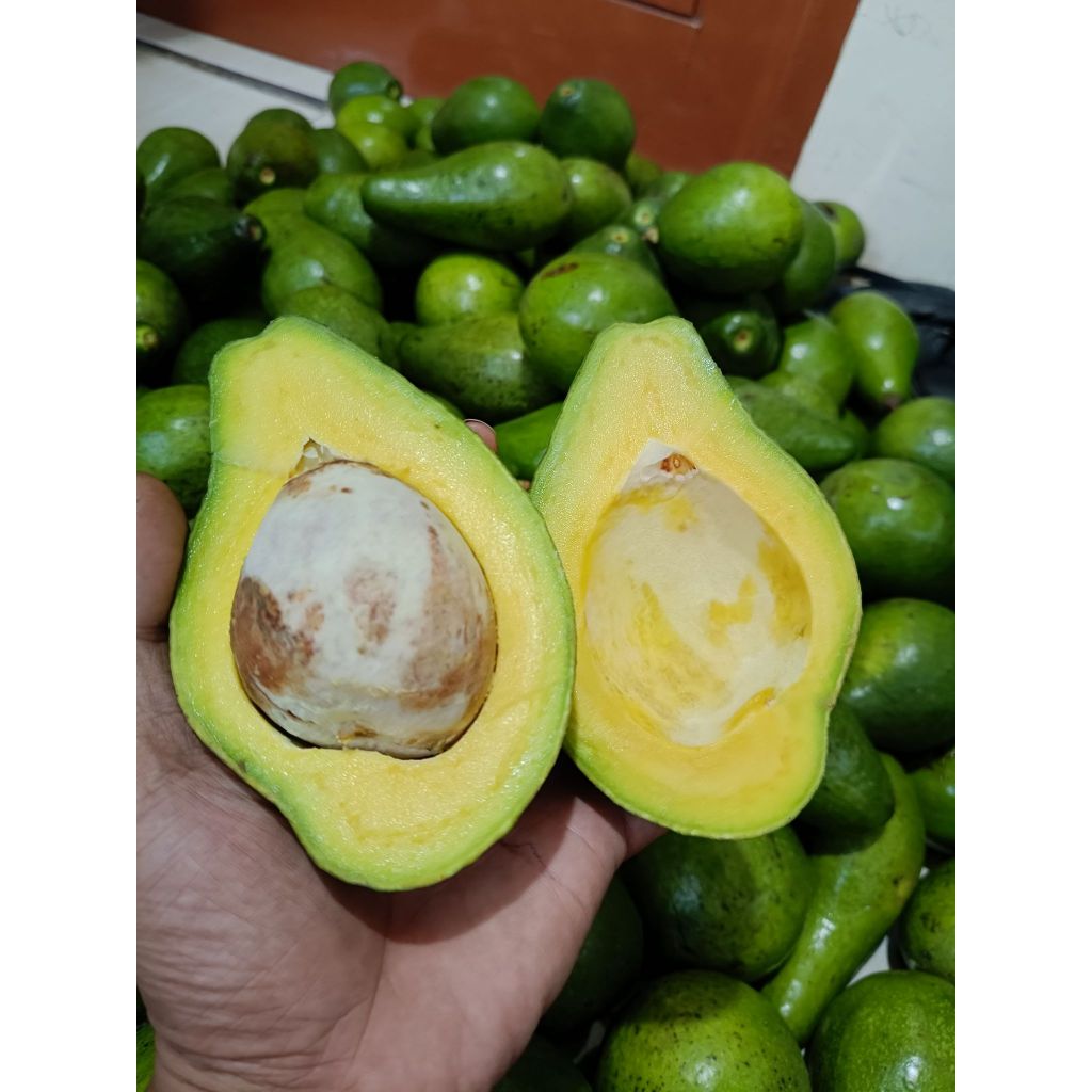 

Alpukat Mentega Size Reguler 1 kg isi 4/5/6 GARANSI
