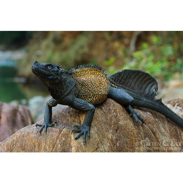 Kartu Sailfin Dragon Soa Layar - bukan tegu iguana panana gecko albino hypo bearded dragon