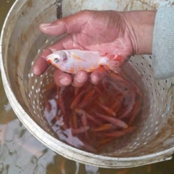 BIBIT IKAN NILA MERAH SIZE 2-3 JARI [1 KG]