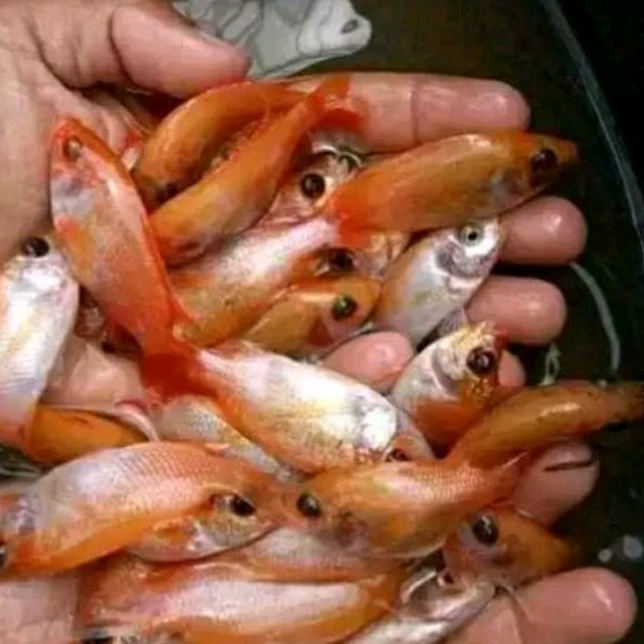 BIBIT IKAN NILA MERAH SIZE 1-2 JARI [1 KG]