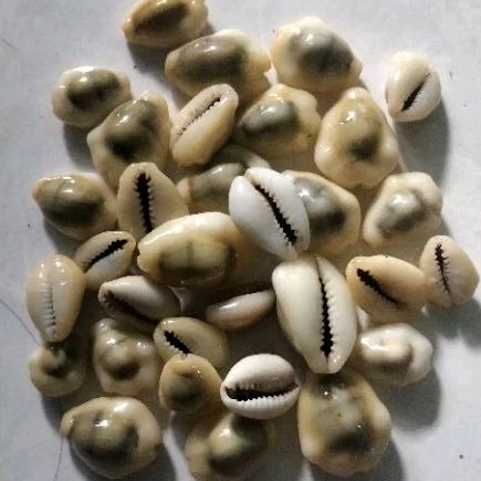 Cangkang Buli kopi kuning size S (~ < 1,7 cm)