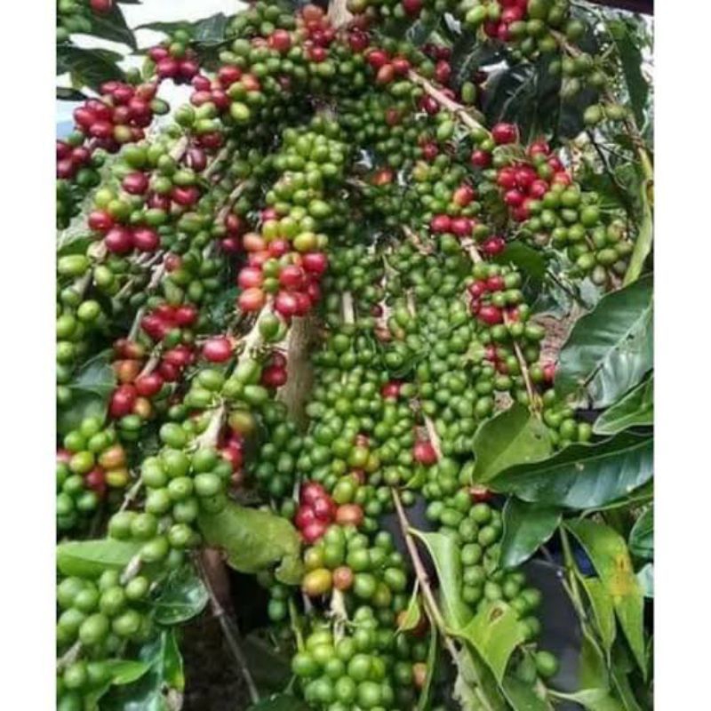 Bibit kopi Robusta