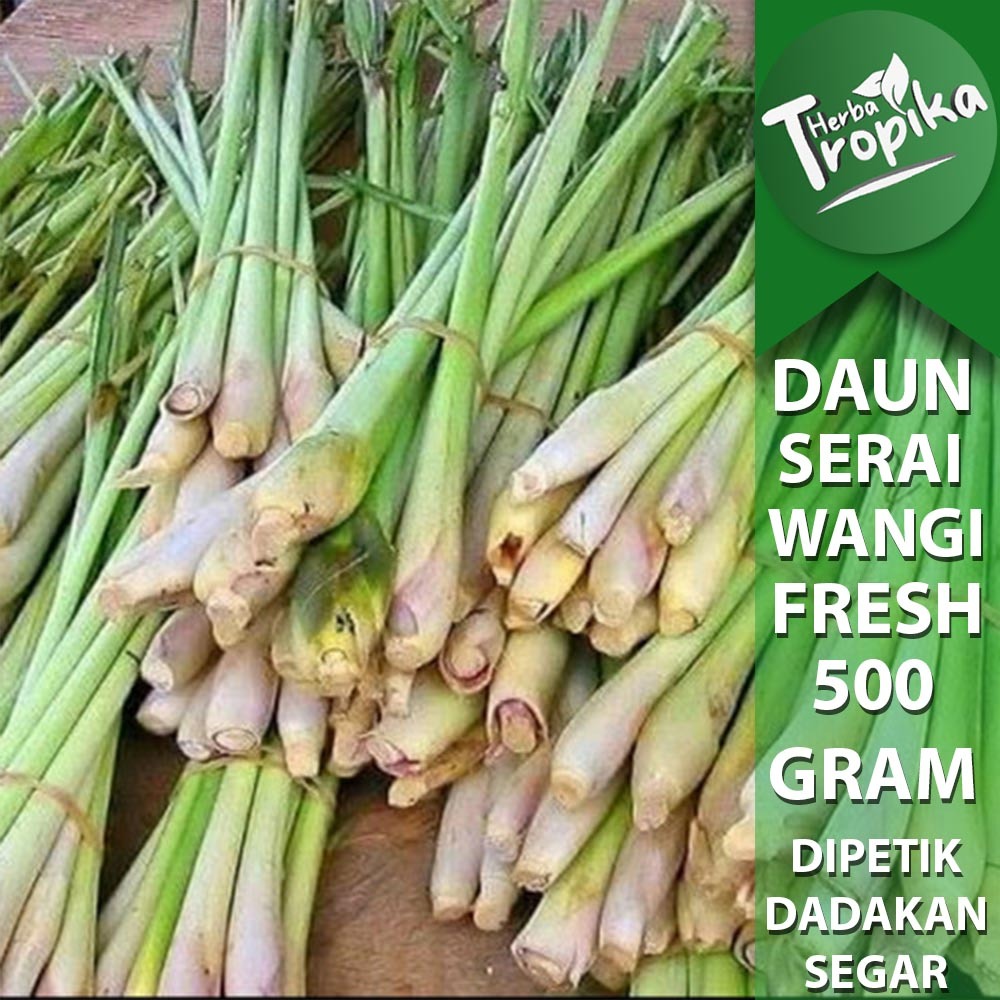 

Daun Sereh Serai plus Batang Sayuran Segar 500 gram toko herba tropika